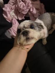 Found/Stray Male Dog last seen 200th st / 117 avenue , Miami, FL 33177