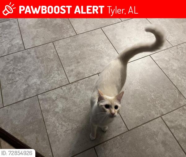 Lost Female Cat last seen close to Atmore and Centure FL., Tyler, AL 36785