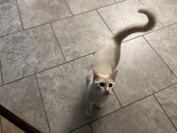 Lost Female Cat last seen close to Atmore and Centure FL., Tyler, AL 36785