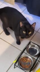 Found/Stray Male Cat last seen 8th st banning ca, Banning, CA 92220