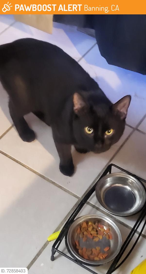Found/Stray Male Cat last seen 8th st banning ca, Banning, CA 92220