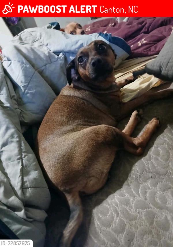 Lost Female Dog last seen Canton , Canton, NC 28716