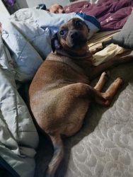 Lost Female Dog last seen Canton , Canton, NC 28716