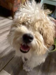 Found/Stray Male Dog last seen Sycamore dr, Arlington, TX 76013