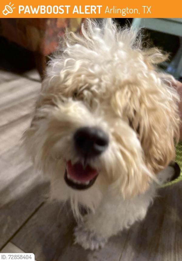Found/Stray Male Dog last seen Sycamore dr, Arlington, TX 76013