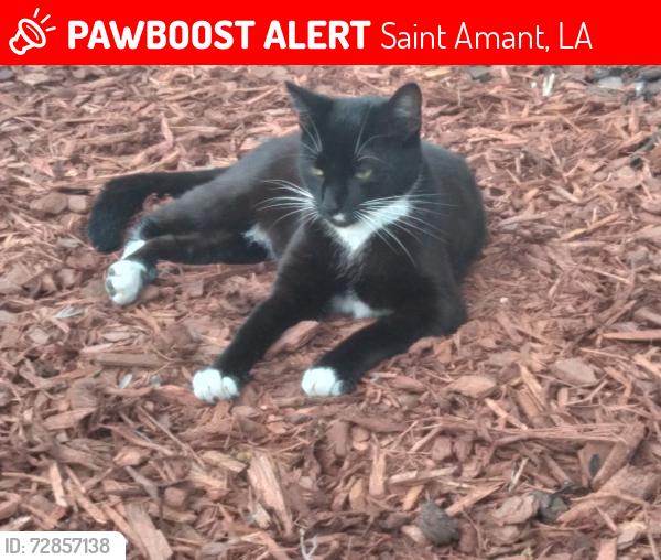 Lost Female Cat last seen Emerald Gardens Inc Landscape by Fontenot Road, Saint Amant, LA 70774