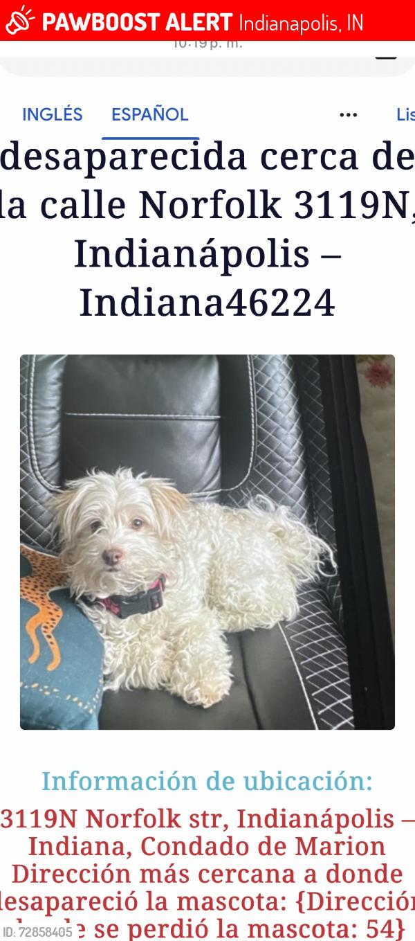 Lost Female Dog last seen Near N Norfolk st. Indianapolis In 46224, Indianapolis, IN 46224