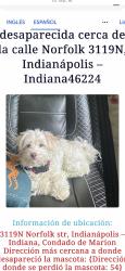 Lost Female Dog last seen Near N Norfolk st. Indianapolis In 46224, Indianapolis, IN 46224