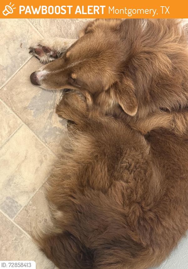 Found/Stray Male Dog last seen Crossing over , Montgomery, TX 77316