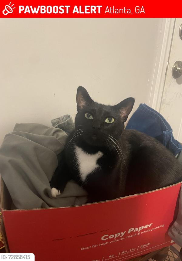 Lost Male Cat last seen Wenlock and Carroll street, Atlanta, GA 30318