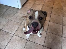 Found/Stray Male Dog last seen 56th Street & Fall Creek Parkway, Indianapolis, IN 46226