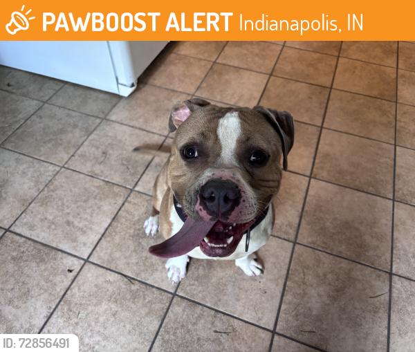 Found/Stray Male Dog last seen 56th Street & Fall Creek Parkway, Indianapolis, IN 46226