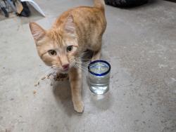Found/Stray Unknown Cat last seen Lake Marion, Lakeville, MN 55044