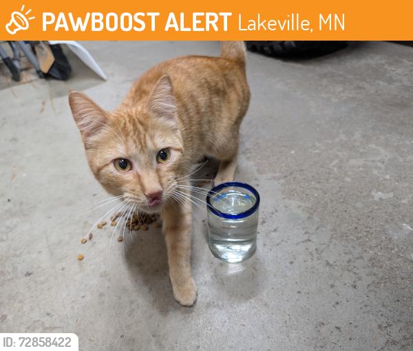 Found/Stray Unknown Cat last seen Lake Marion, Lakeville, MN 55044