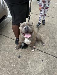 Found/Stray Male Dog last seen Across from Foodtown, Pasadena, TX 77504