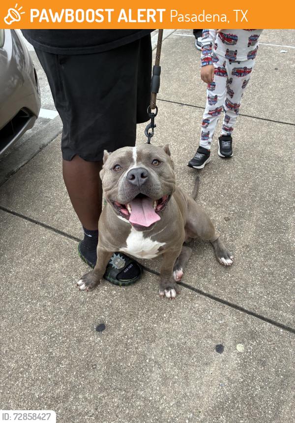 Found/Stray Male Dog last seen Across from Foodtown, Pasadena, TX 77504