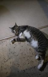 Found/Stray Unknown Cat last seen John Hickman Pkwy, Frisco, TX 75034