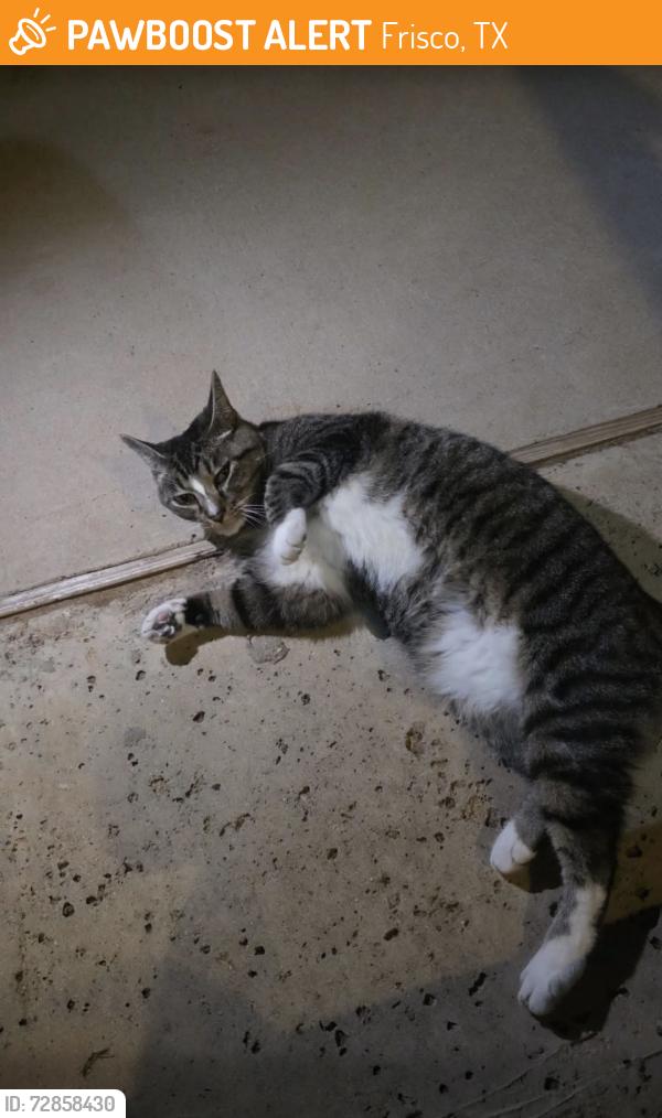 Found/Stray Unknown Cat last seen John Hickman Pkwy, Frisco, TX 75034