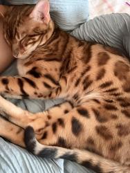 Lost Male Cat last seen Azalea dr, Woodward mill elementary school , Lawrenceville, GA 30043