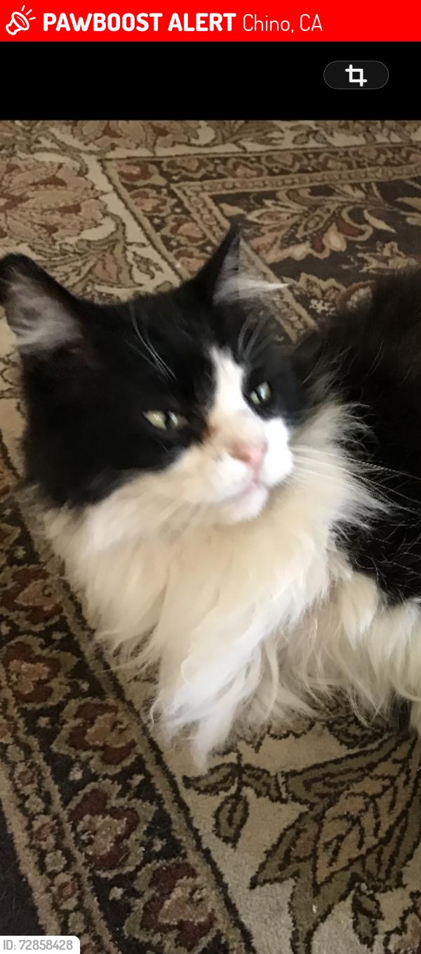 Lost Male Cat last seen Chino/Ramona , Chino, CA 91710