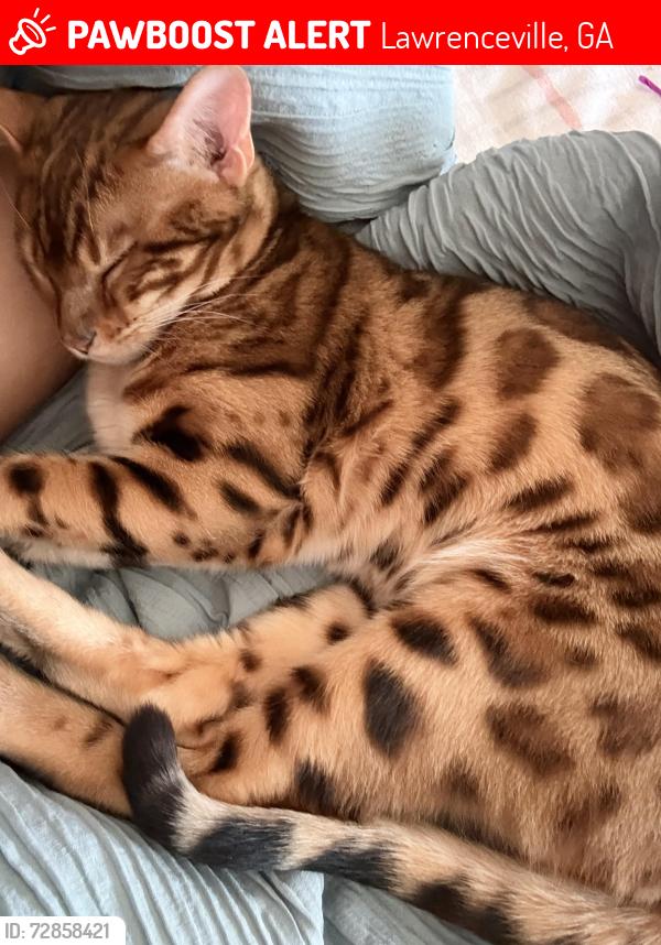 Lost Male Cat last seen Azalea dr, Woodward mill elementary school , Lawrenceville, GA 30043