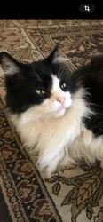 Lost Male Cat last seen Chino/Ramona , Chino, CA 91710