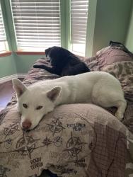 Lost Male Dog last seen Reata, Kennewick, WA 99337