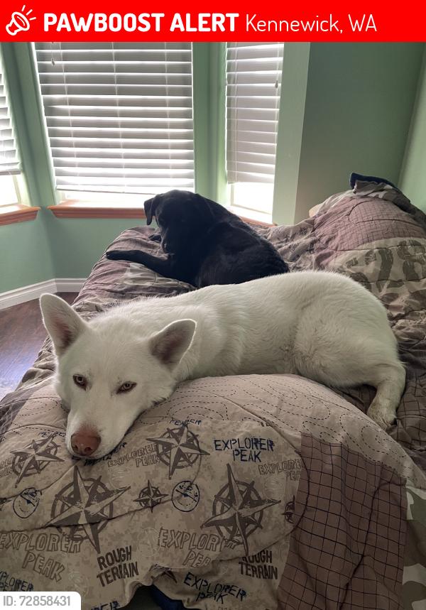 Lost Male Dog last seen Reata, Kennewick, WA 99337