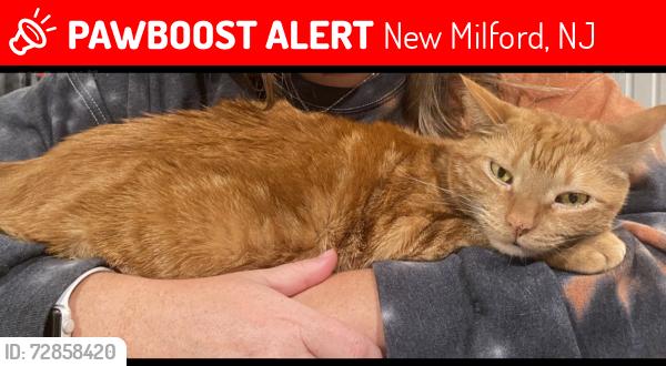 Lost Male Cat last seen Ceder Rd and river Rd new ord nj, New Milford, NJ 07646