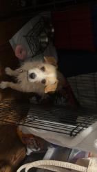 Lost Male Dog last seen Near tristar hosp, Nashville, TN 37211