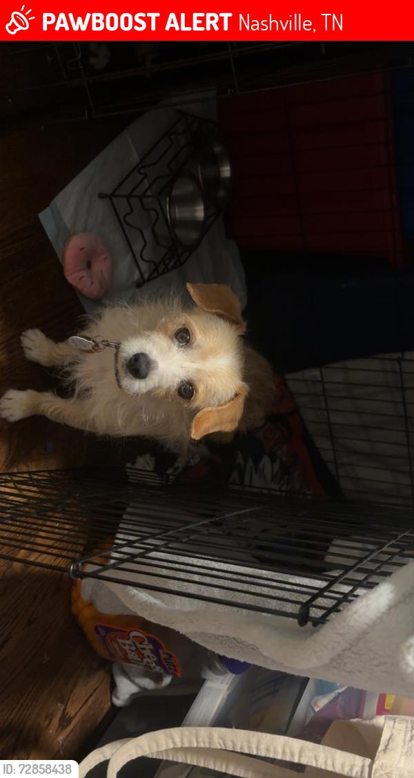 Lost Male Dog last seen Near tristar hosp, Nashville, TN 37211