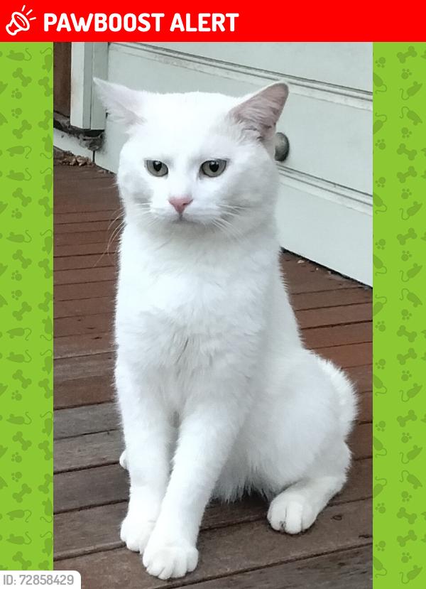 Lost Male Cat last seen Wattle avenue , Macquarie Fields, NSW 2564