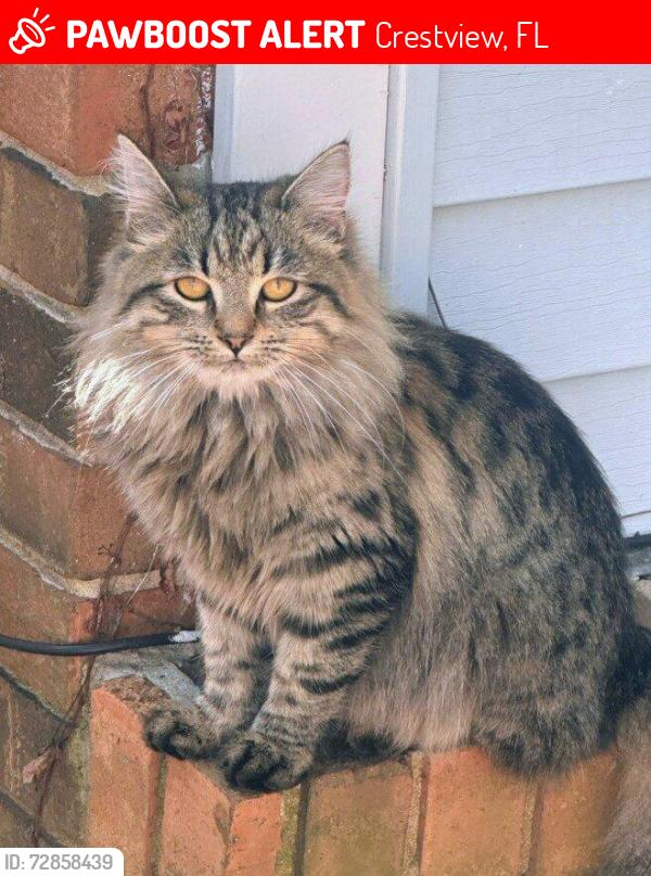 Lost Female Cat last seen McArthur street, Crestview, FL 32539