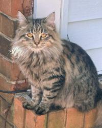 Lost Female Cat last seen McArthur street, Crestview, FL 32539