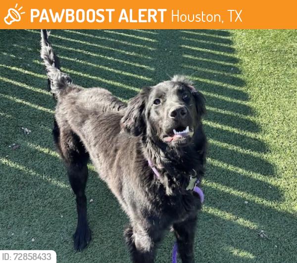 Found/Stray Unknown Dog last seen Pebble Lake Dr & Heatherbank , Houston, TX 77095
