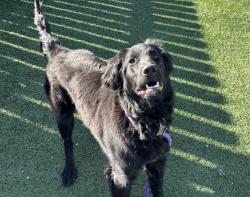 Found/Stray Unknown Dog last seen Pebble Lake Dr & Heatherbank , Houston, TX 77095