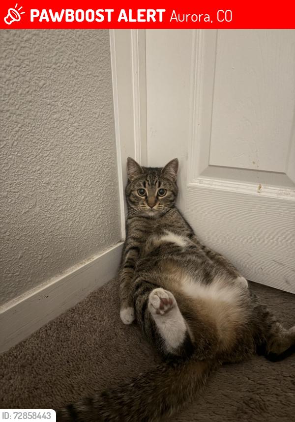 Lost Female Cat last seen Mississippi & havana, Aurora, CO 80012