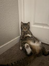 Lost Female Cat last seen Mississippi & havana, Aurora, CO 80012