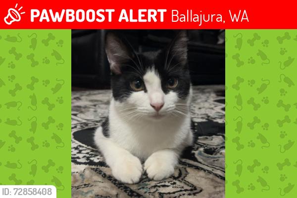 Lost Female Cat last seen Bellefin Dr and Marshall Rd near ChasingBetter 24/7, Ballajura, WA 6066