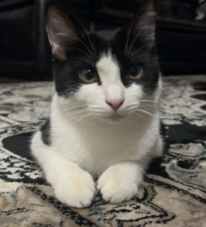 Lost Female Cat last seen Bellefin Dr and Marshall Rd near ChasingBetter 24/7, Ballajura, WA 6066