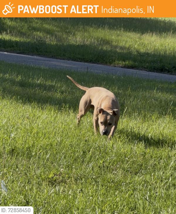 Found/Stray Female Dog last seen  Bloyd Ave Indianapolis, IN  46218 , Indianapolis, IN 46218