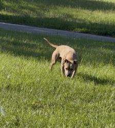 Found/Stray Female Dog last seen  Bloyd Ave Indianapolis, IN  46218 , Indianapolis, IN 46218