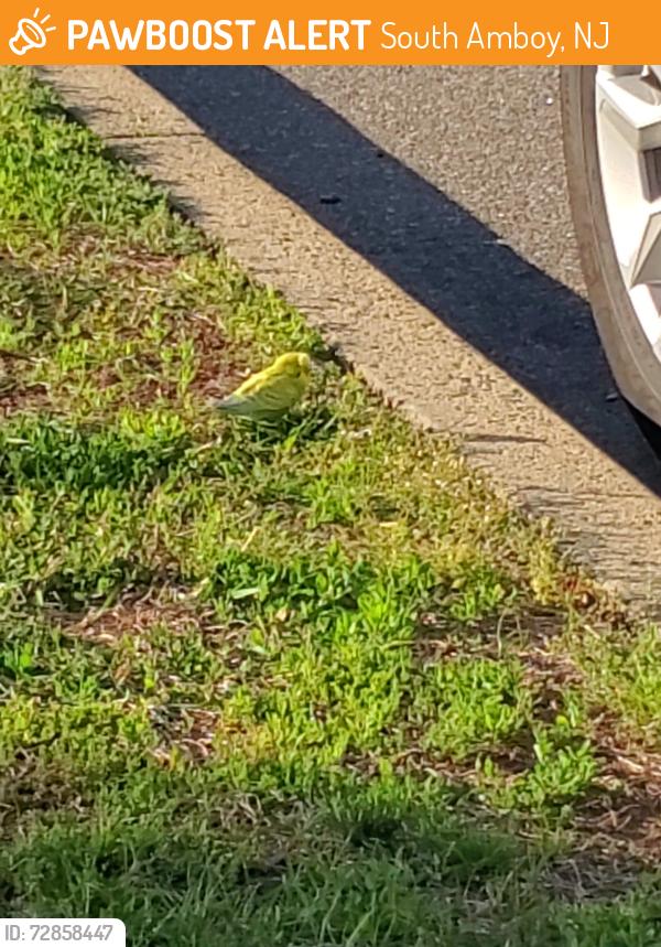Found/Stray Unknown Bird last seen Corner of Bayview Ave and Woodland Ave, South Amboy, NJ 08879