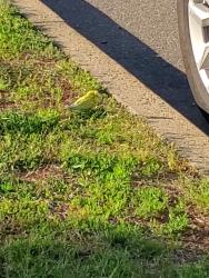 Found/Stray Unknown Bird last seen Corner of Bayview Ave and Woodland Ave, South Amboy, NJ 08879