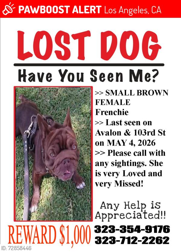 Lost Female Dog last seen 103rd St & Avalon, Los Angeles, CA 90003