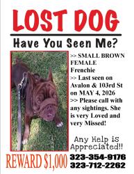 Lost Female Dog last seen 103rd St & Avalon, Los Angeles, CA 90003