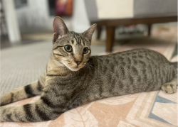 Lost Male Cat last seen Eagle Mountain Trl & Sierra Blanca Rd. , Dripping Springs, TX 78620
