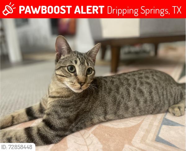 Lost Male Cat last seen Eagle Mountain Trl & Sierra Blanca Rd. , Dripping Springs, TX 78620