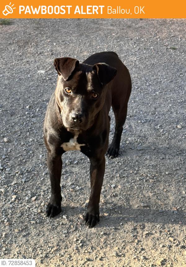 Found/Stray Male Dog last seen SE 616 Dr at Ear Bob Rd, Ballou, OK 74352