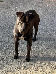 Found/Stray Male Dog last seen SE 616 Dr at Ear Bob Rd, Ballou, OK 74352